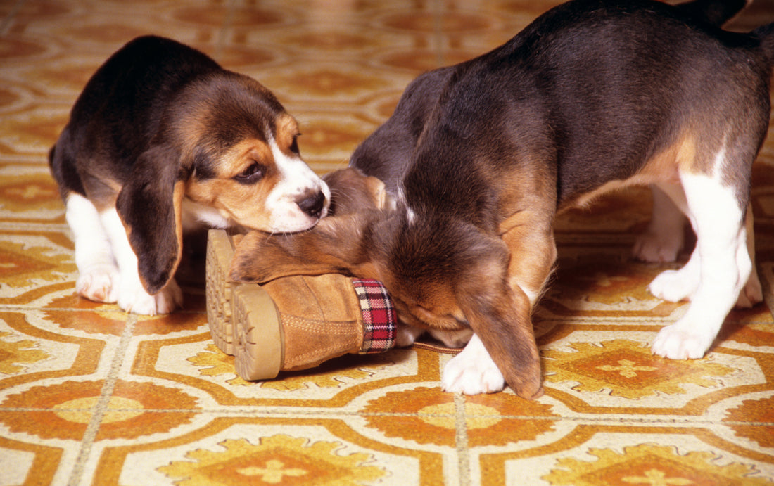 New Puppy Checklist: Protecting Your Shoes and Furniture from a Teething Puppy