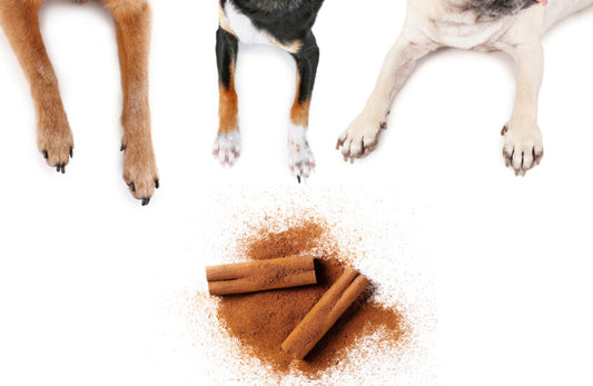 Can dogs eat Cinnamon?